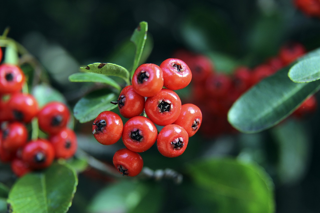 小麦的成功 小麦的成功