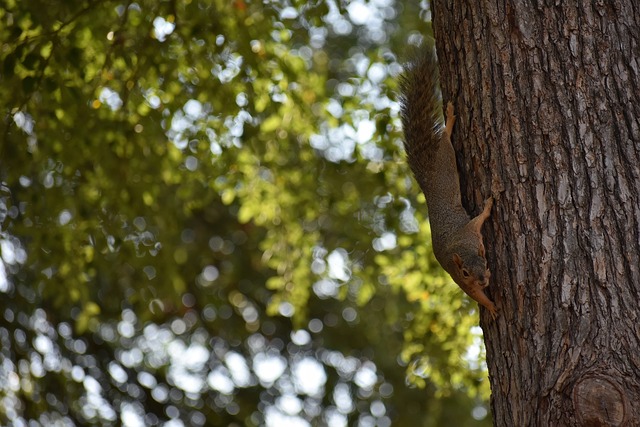 将更为有效 将更为有效